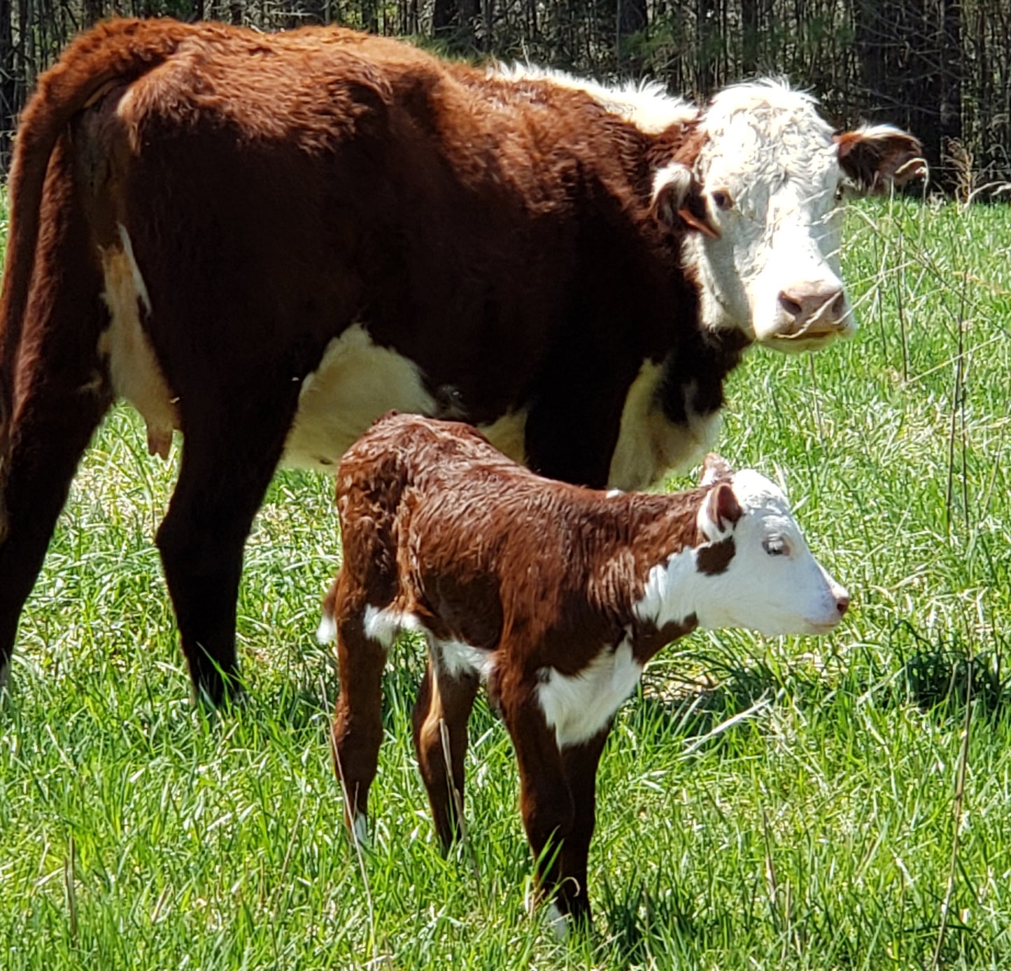 Half Steer - (A "side" of Beef)