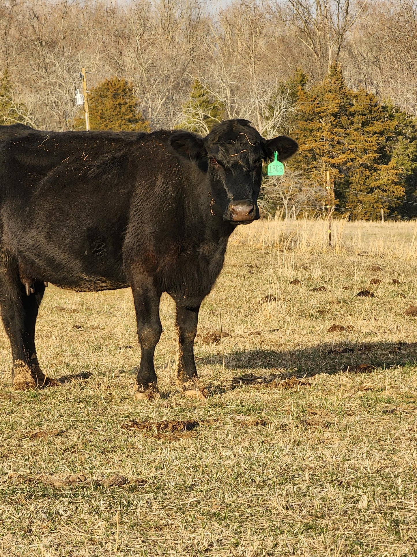 Whole Steer - (Two Sides)